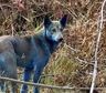 Los perros de color azul: un misterio que desorienta a los pobladores y a los científicos