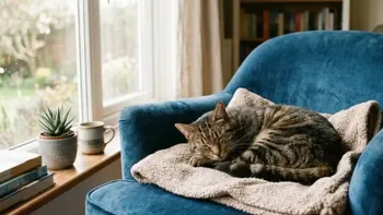 Cómo saber si un gato tiene frío y qué hacer para protegerlo