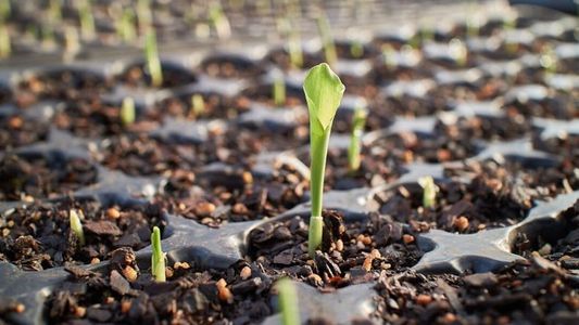 Destinan $585 millones a proyectos para producción de bioinsumos y alimentos