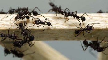 ¿Cómo combatir las hormigas? Los mejores consejos para alejarlas
