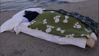 Conmovedor: su perra tenía una enfermedad terminal y la llevó a conocer el mar