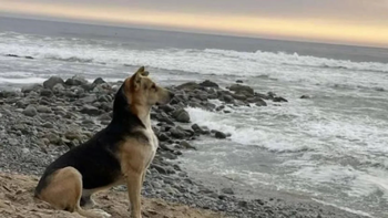 Vaguito, el perro que espera en la playa a su dueño que jamás regresará