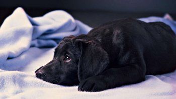 Una bestia le pegó los ojos a su perra para abandonarla y evitar que lo siguiera