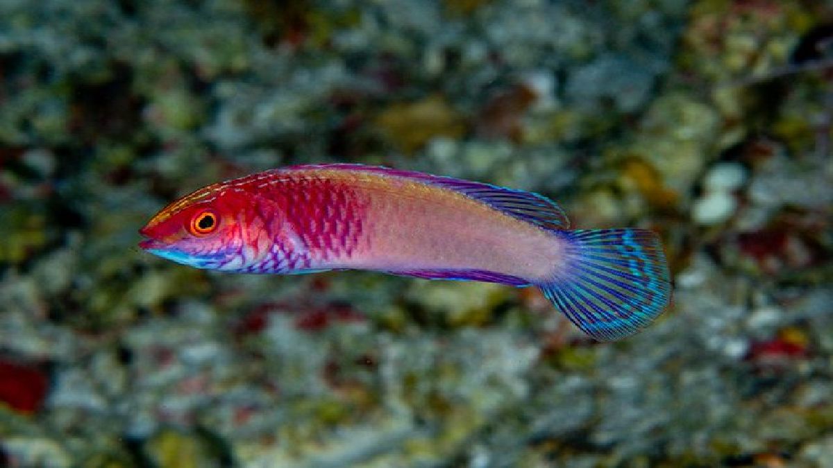 La especie fue hallada a profundidad de 40 a 70 metros bajo de la superficie del océano Índico
