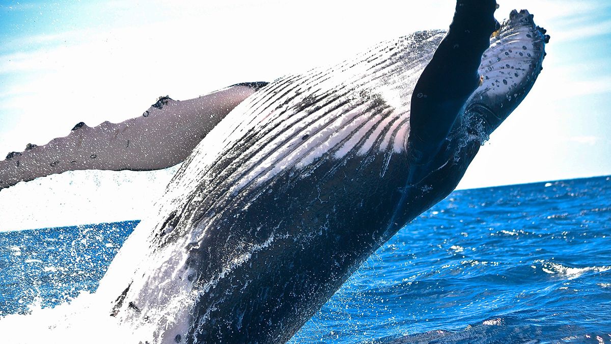 ¿Por qué las ballenas cuentan con un tamaño tan gigantesco en comparación con sus antepasados. (Foto: Pixabay)
