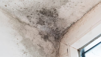 El método silencioso que recomiendan los expertos para frenar el moho antes de que arruine tu casa