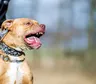 Una beba de 5 meses murió tras ser atacada por un pitbull: la terrible secuencia