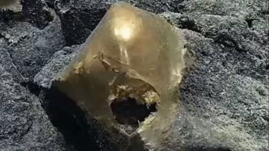 Un misterioso huevo dorado hallado en el oceáno deslumbra a científicos en Alaska