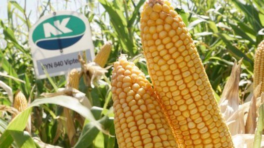NK presentó novedades en maíz y girasol para la próxima campaña