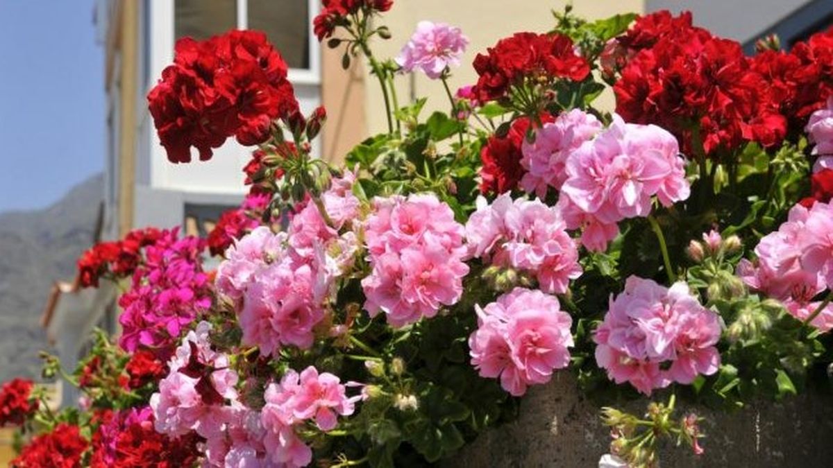 Plantas con flores todo el año