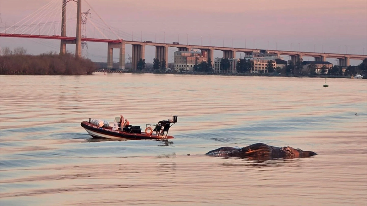 Apareció otra ballena muerta en agua dulce, esta vez en el río Paraná
