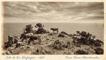 En 1871, un granjero abandonó cinco vacas en una isla alejada; 130 años después, científicos examinaron su ADN y quedaron helados