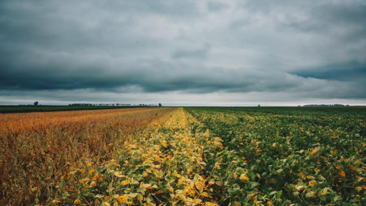 Stine Semillas lanzó su negocio de soja en el país