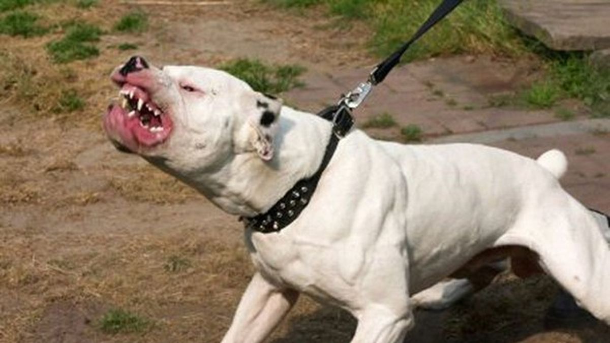 Un hombre fue atacado por un perro y tuvieron que amputarle parte de su brazo izquierdo. (Foto: archivo) Un hombre fue atacado por un perro y tuvieron que amputarle parte de su brazo izquierdo. (Foto: archivo)