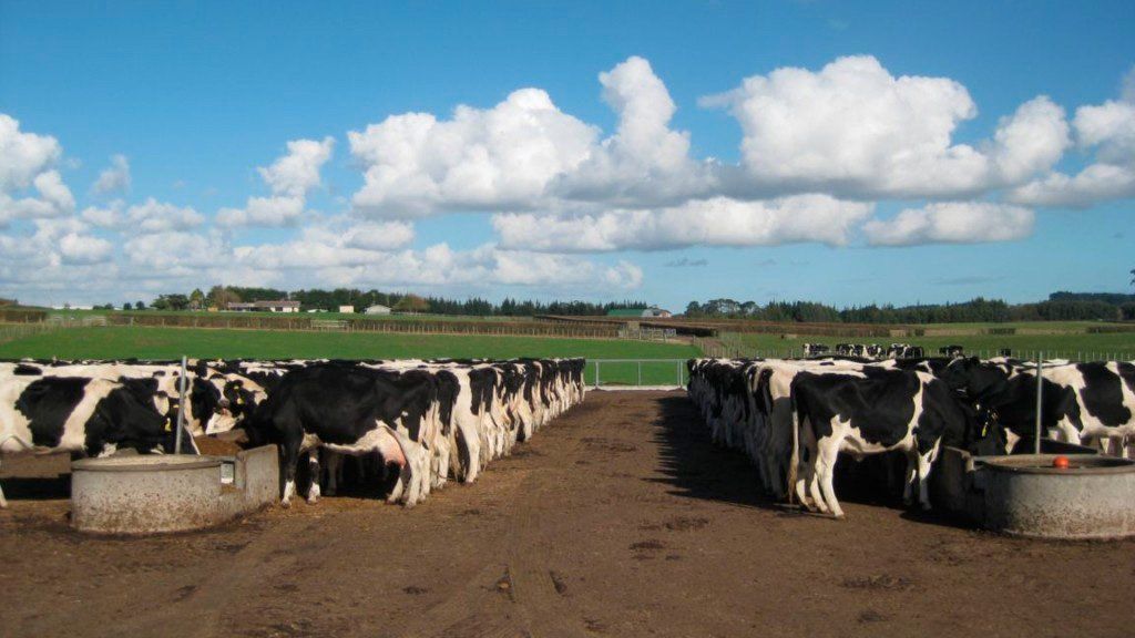 Las exportaciones de productos lácteos aumentó  23