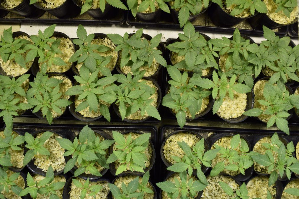Nueva reglamentación para el cannabis medicinal: ¿qué cambia a partir de ahora y por qué es importante seguir avanzando?