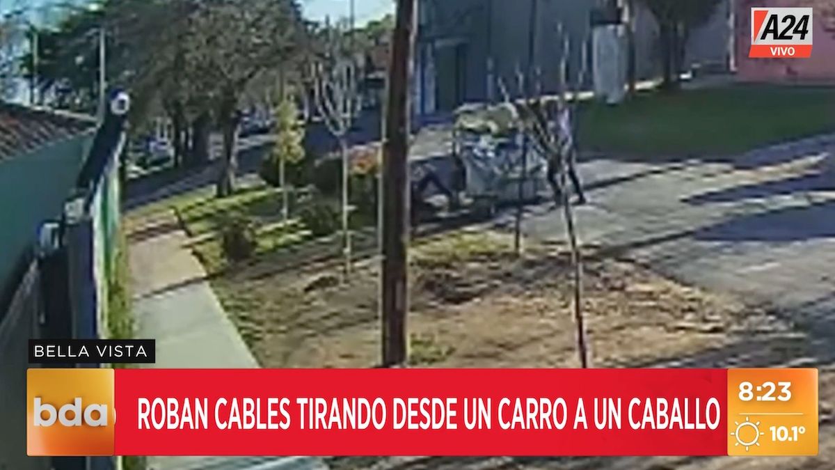 Los cabachorros fueron captados por una cámara de seguridad en el momento en que sustraían los cables (Foto: captura de TV).