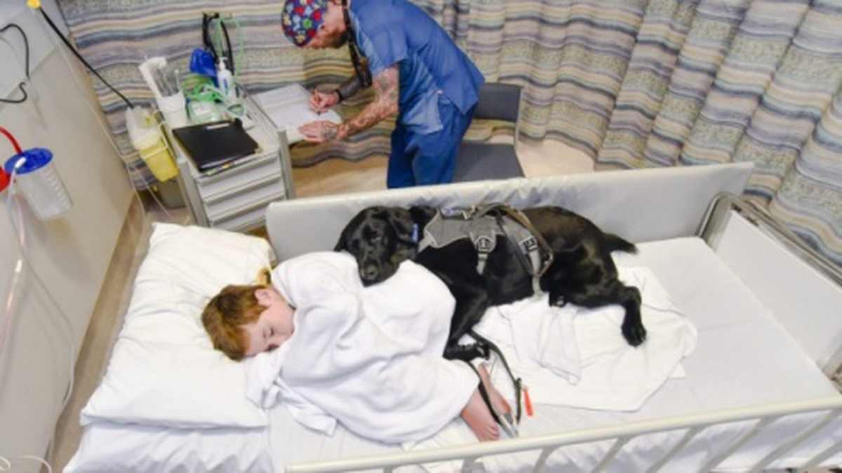 Perro cuida en el hospital a su dueño con autismo