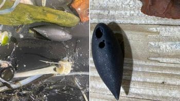 Descubren un tesoro arqueológico invaluable en el estómago de un cocodrilo