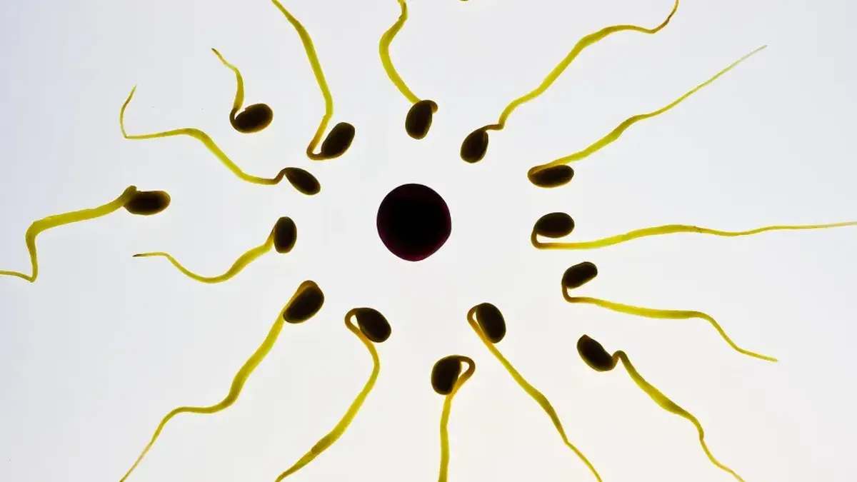 El recuento de espermatozoides en hombres occidentales se desplomó más de un 50% desde 1973