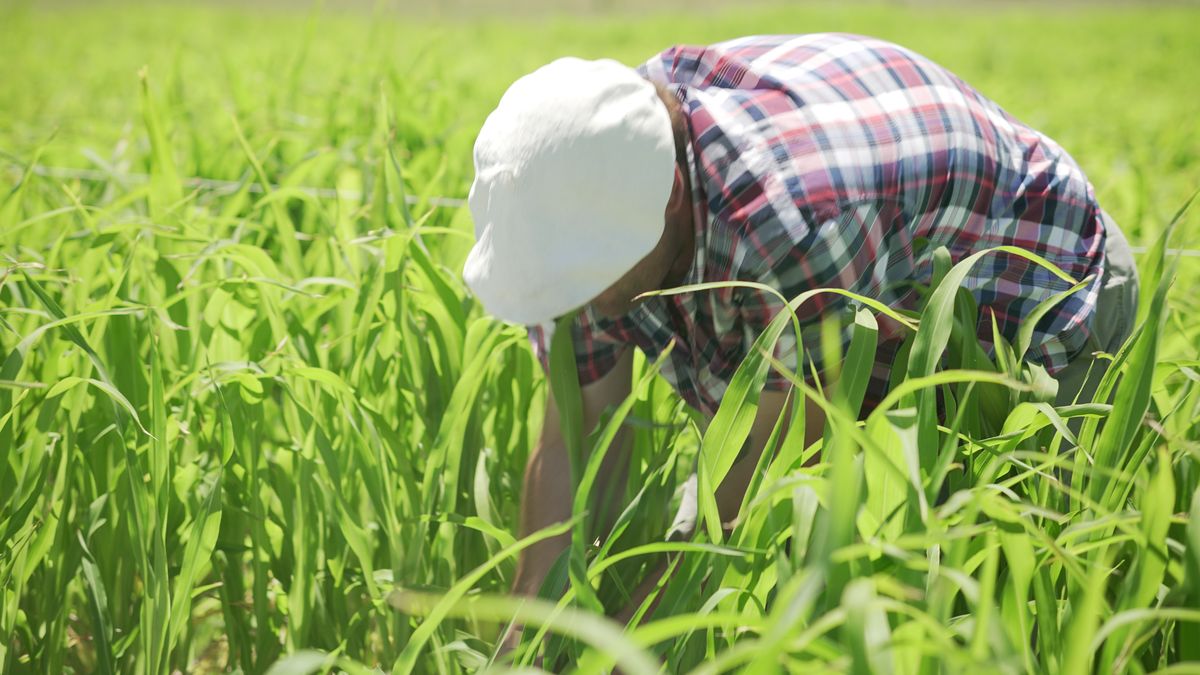 La tecnolog&iacute;a Igrowth de Advanta, una soluci&oacute;n para las malezas del sorgo forrajero.&nbsp;