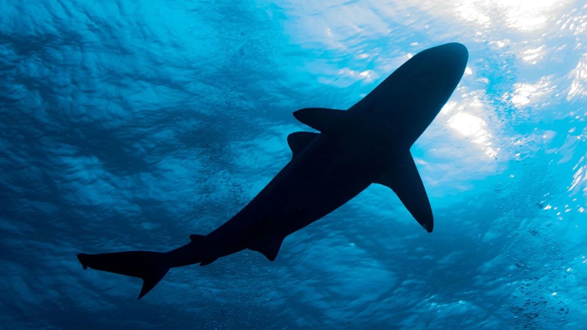 Un tiburón atacó a una desprevenida turista que buceaba con un esnorkel. (foto: Gentileza R7)