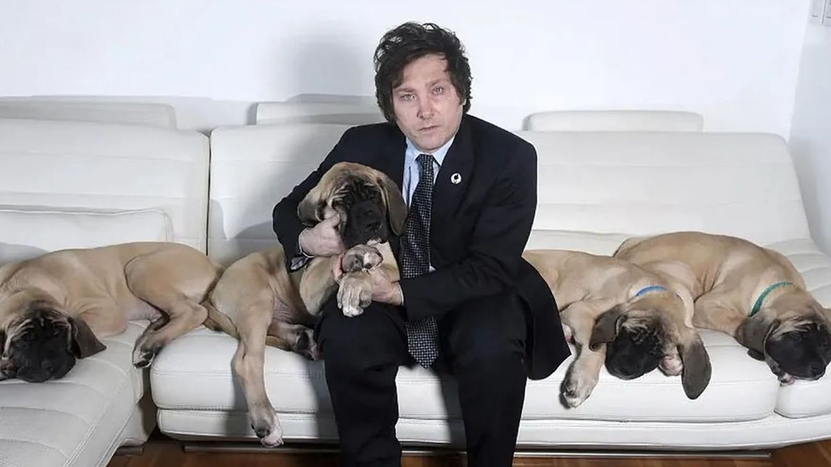 La insólita respuesta de Adorni sobre los perros de Milei en Olivos (Foto: archivo)