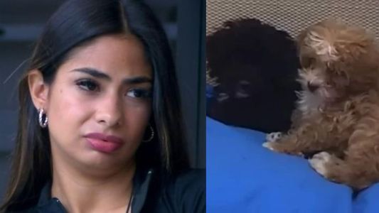 Grave denuncia de maltrato animal contra Daniela Celis en Gran Hermano 2022: pateó a uno de los cachorros