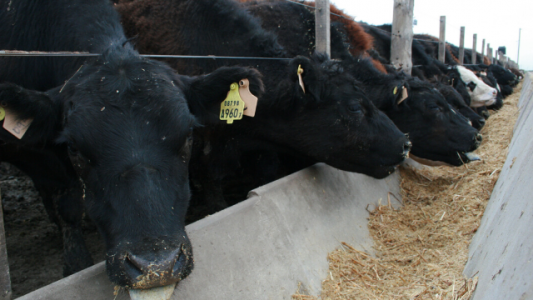 Cuánto debería subir la hacienda terminada para que feedlot vuelva a ser rentable