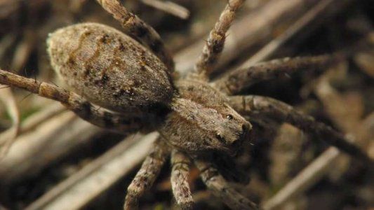 Alarma por las arañas lobo del Ártico: son cada vez más grandes y se volvieron caníbales