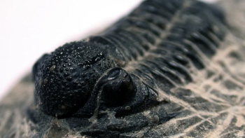 Innovador descubrimiento de hace 400 millones de años que intrigó a los científicos