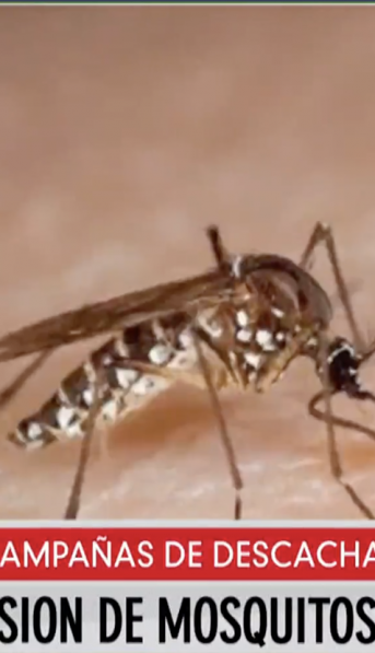 Invasión de mosquitos en Buenos Aires: son muchos y muy molestos, pero no contagian el dengue