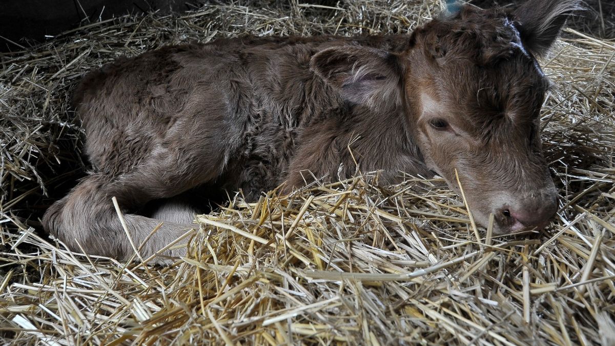 La ternera pertenece a la raza Limousin y está a la vista del público.&nbsp;