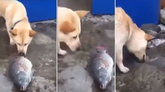 Lo más tierno que verás hoy: un perro intenta salvar a peces fuera del agua