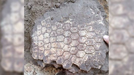 Una familia de turistas halló restos fósiles de un gliptodonte en una playa de Mar del Plata
