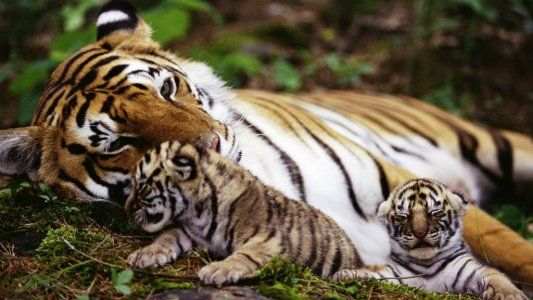 De Santiago del Estero a Sudáfrica: el fin del cautiverio para una tigresa que vivió 17 años en un zoológico