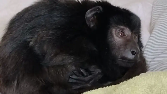 Desarticularon una fiesta en Belgrano R en la que había drogas y un mono encerrado en un armario