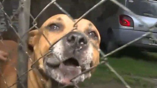 Jana y Roko: los pitbull justicieros no serán sacrificados
