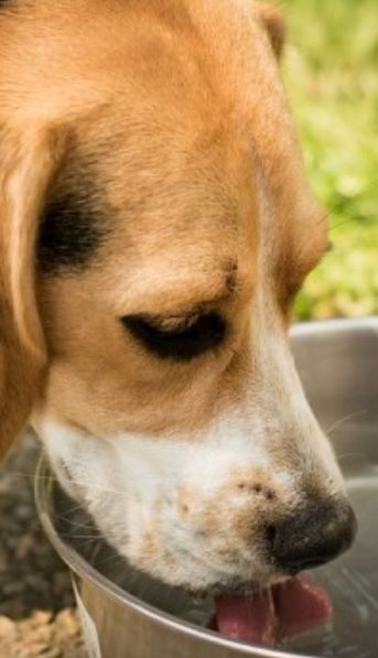 Truco viral: cómo limpiar el bebedero de tu perro para evitar que se formen bacterias