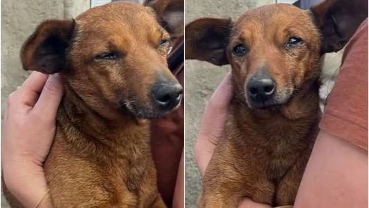 Un perro recorrió 12 km para llegar al velorio de su dueño y su reacción hizo llorar a todos
