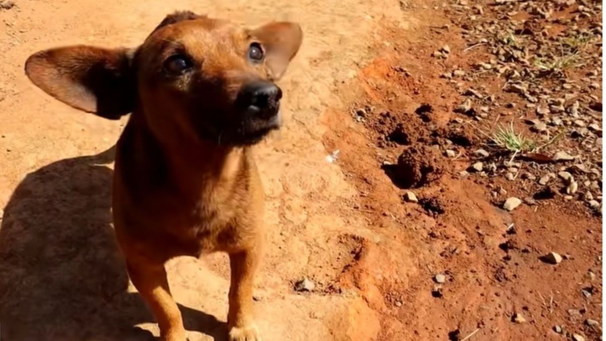 Un perro recorri&oacute; 12 km para llegar al velorio de su due&ntilde;o y su reacci&oacute;n hizo llorar a todos. (Foto: captura de video)