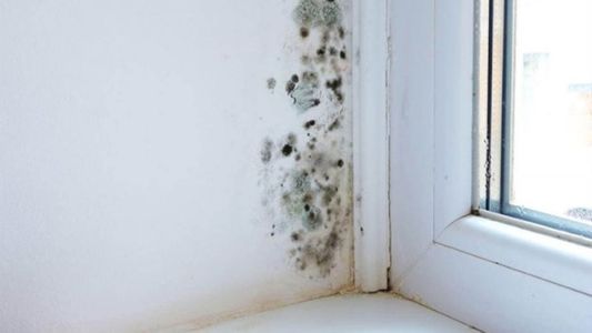 No te comas el verso del truco alemán: esto tenés que hacer si querés sacar el moho de la pared