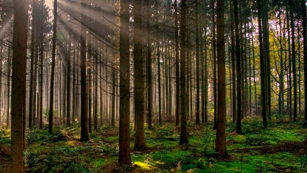 Los árboles del sueño dicen mucho: sus formas, colores y estado reflejan tu mundo emocional actual. Foto: Sueño/Signficado de los sueños/Internet. Los árboles del sueño dicen mucho: sus formas, colores y estado reflejan tu mundo emocional actual. Foto: Sueño/Signficado de los sueños/Internet.