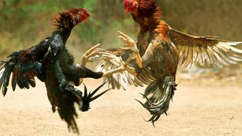 Dos hombres murieron durante una riña de gallos: fueron atacados por los propios animales