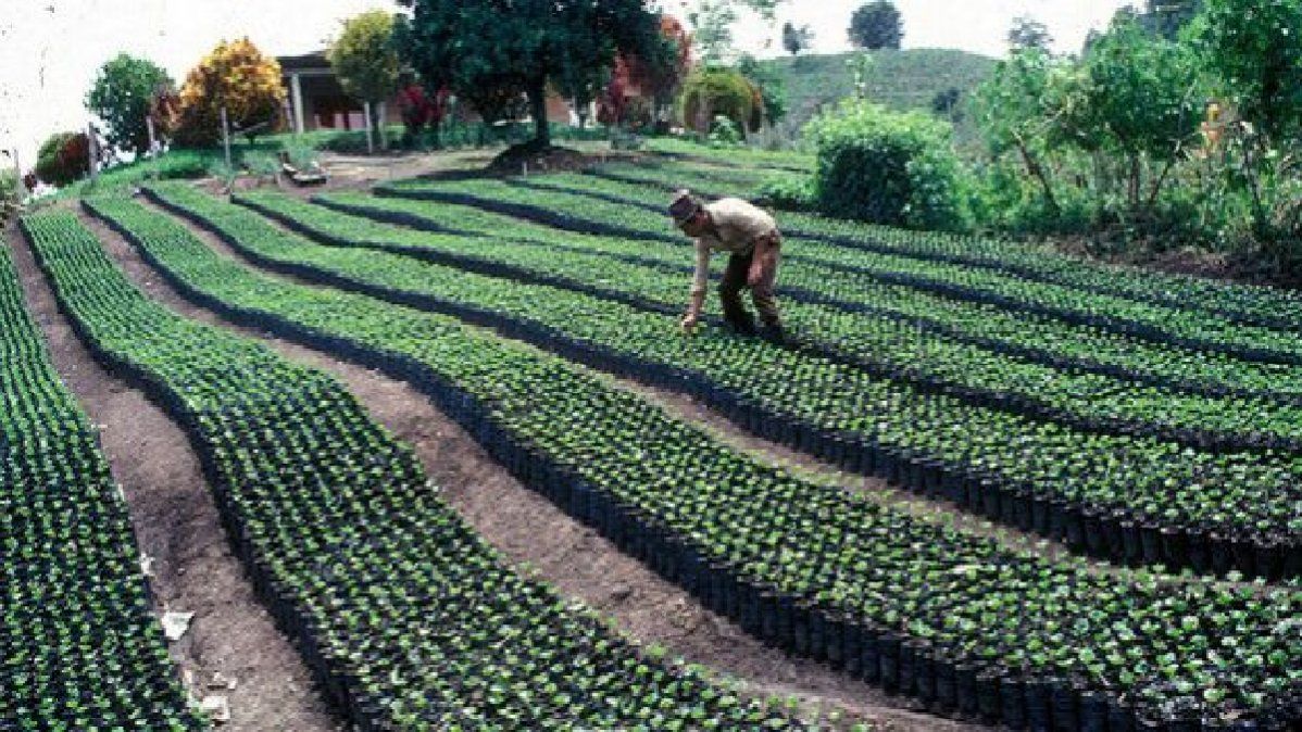 Plantación de café