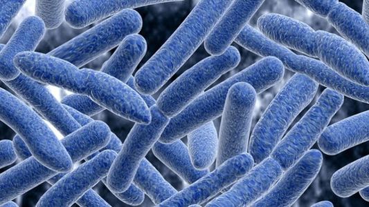 Detectaron botulismo en dos mujeres que fueron internadas en la Ciudad de Buenos Aires