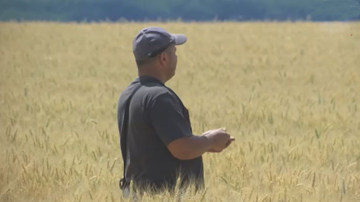 Un agricultor de Ucrania espera un acuerdo para poder volver comercializar sus granos al mundo (Foto: AP)