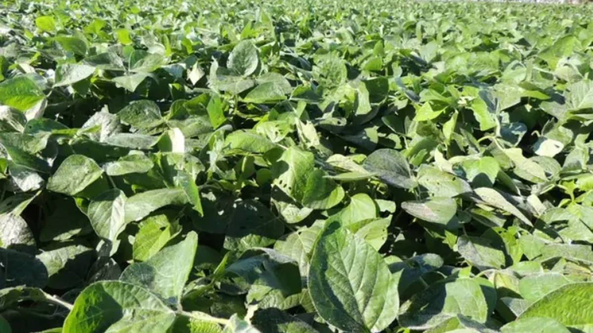 La producción de cereales proyectada es de 77
