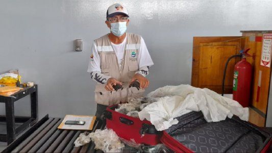 Recuperan 185 tortugas bebé que traficaban en valijas desde las Islas Galápagos