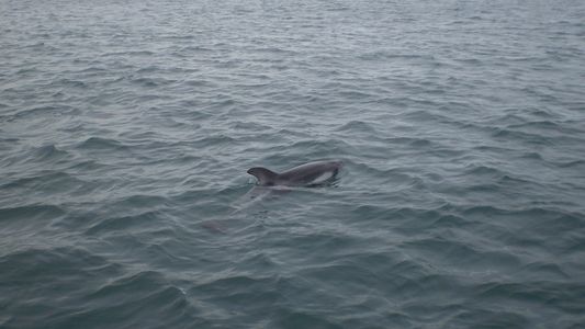 Familiares de víctimas del ARA San Juan criticaron a Juntos por el Cambio por su postura frente a un proyecto de ley clave